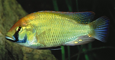 Astatotilapia calliptera 'Mbenji Island'